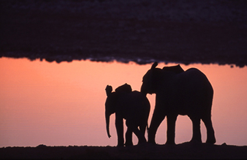 babu elephant chobe botswana